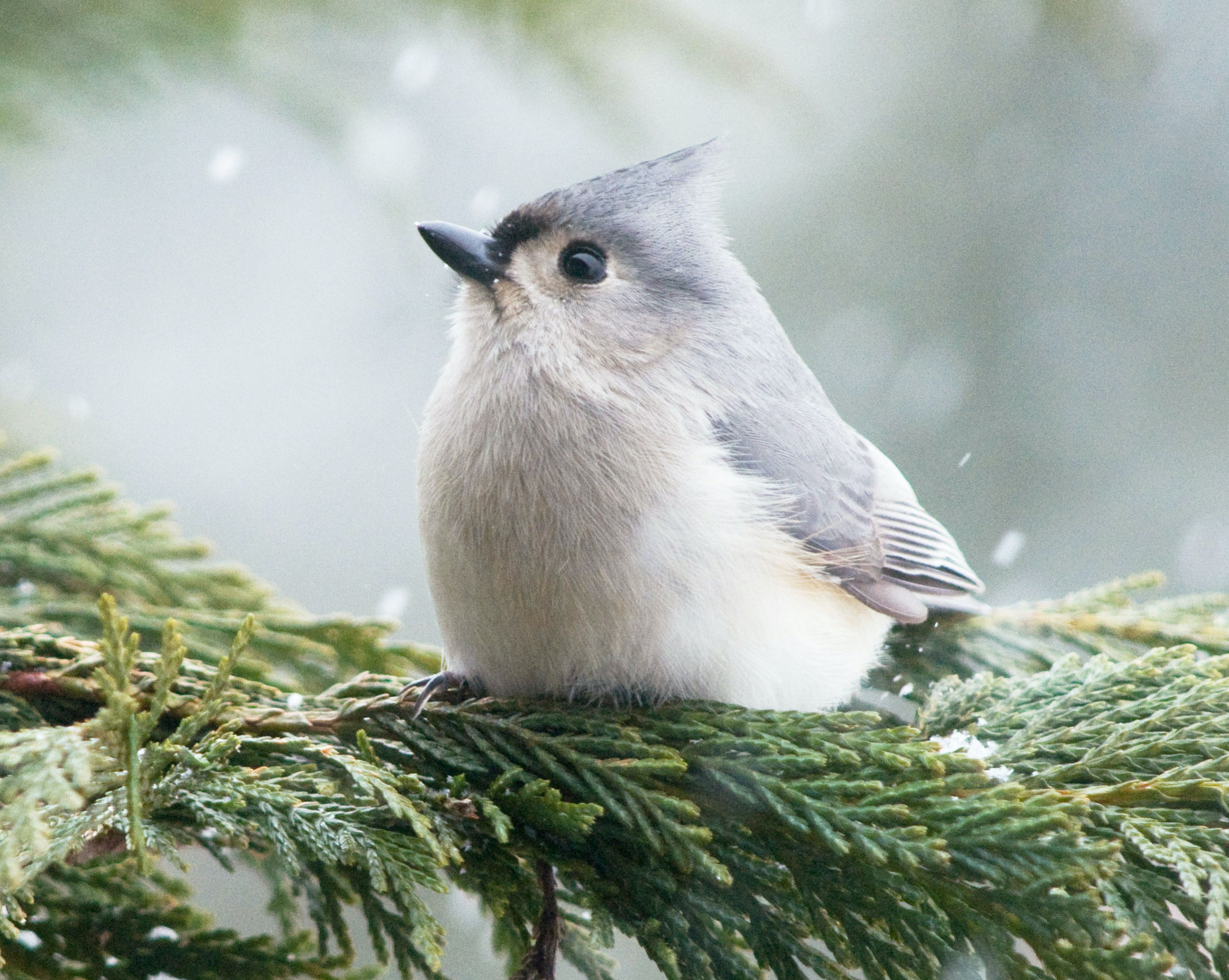 White Little Bird