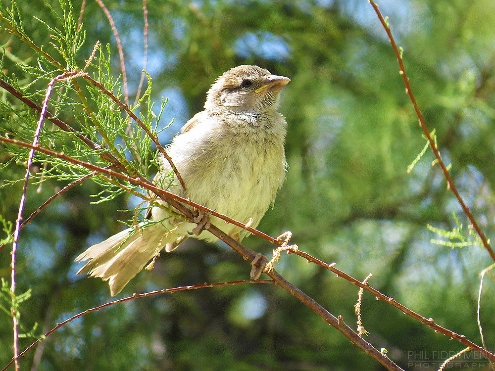 White Bird